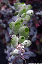 A colony of ascidians off Apo Island in the Philippines. by Andrew Macleod 